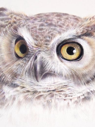 Realistic colored pencil drawing of the head of a great horned eagle owl Bubo virginianus