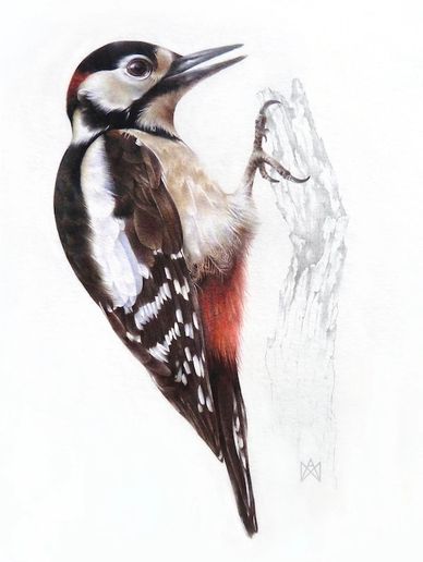 Realistic coloured pencil drawing of a male greater spotted woodpecker on a branch