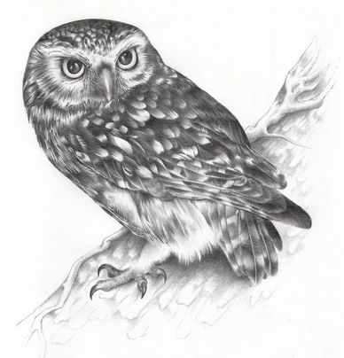 Detailed and realistic pencil drawing of a Little Owl Athene noctua on a tree branch