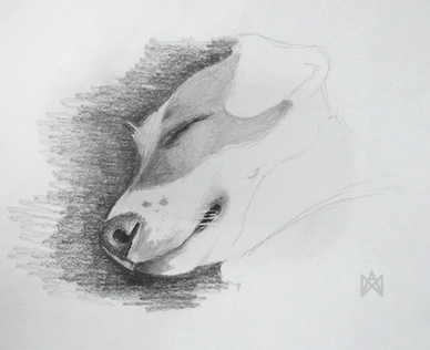 Sleeping jack russell terrier dog artwork sketch in pencil by Miranda Whitten-Walker