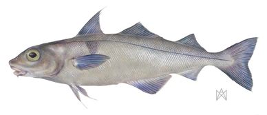 Coloured pencil drawing of a haddock Melanogrammus aeglefinus against a white background