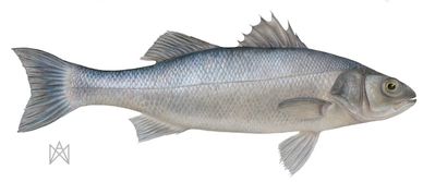 Coloured pencil drawing of a seabass Dicentrarchus labrax against a white background