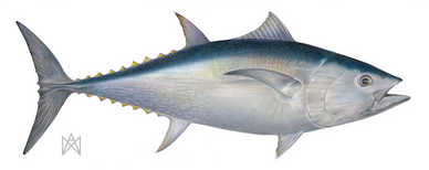 Coloured pencil drawing of a bluefin tuna Thunnus thynnus against a white background