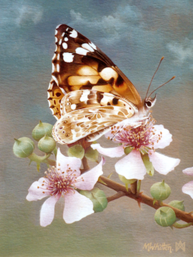 Acrylic painting of a painted lady butterfly Vanessa cardui on tree blossom and buds