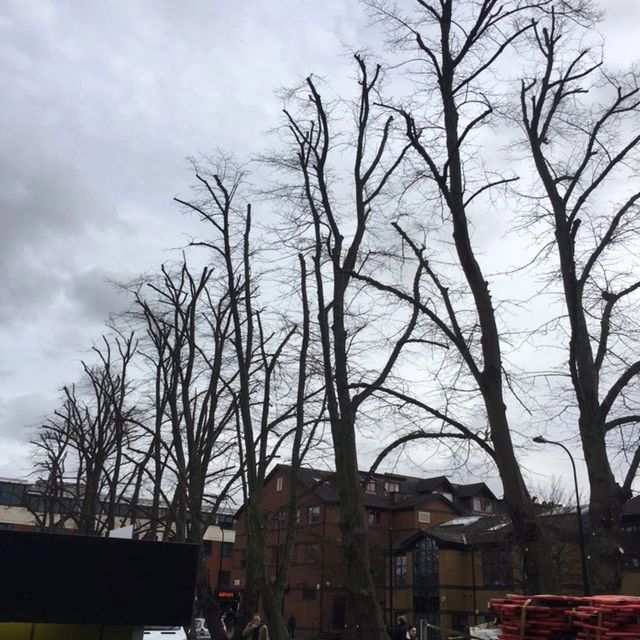 Tree Surgery, Gardening, crown reductions, large tree takedowns and hedge cutting, shaping, planting
