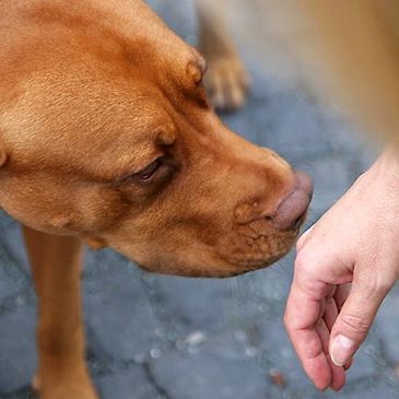 Let's get acquainted dog