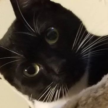 Happy kitty supervising work