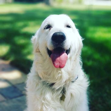 Happy dog in the Sun