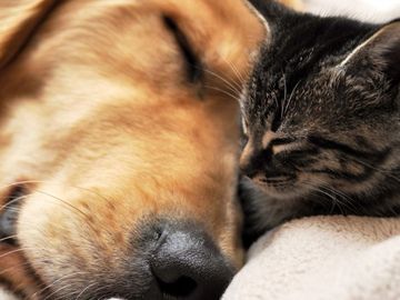 Dog and kitty cuddling