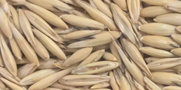 Rietdyk's Milling Whole Grains