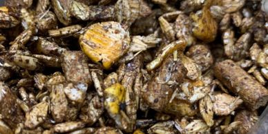 Rietdyk's Milling Basic Blend