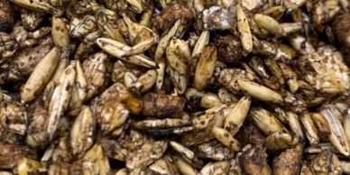 Rietdyk's Milling Super 12%