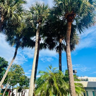 Three palm trees on FAU campus.