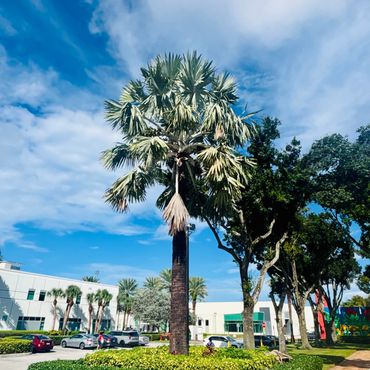 FAU Campus palm tree.