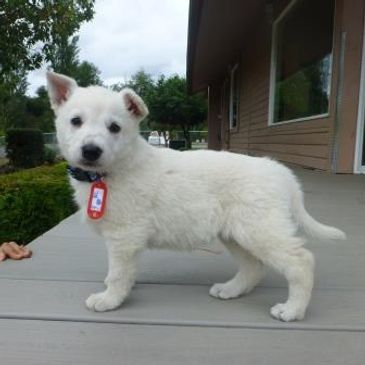 A young AKC white German Shepherd puppy