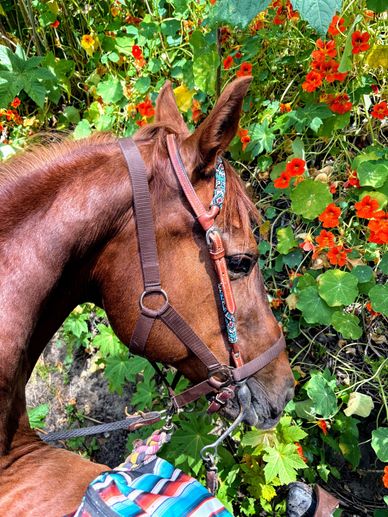 Horseback trail ride in San Diego, California
Beautiful scenery trail ride
Between the ears