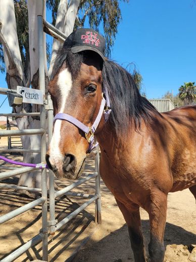 Horseback trail ride in San Diego, California
Trail ride
Beach trail ride