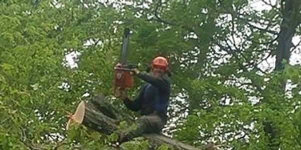 Tree man working at tree company