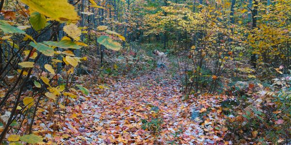 Hike with pets st Deacon Escarpment