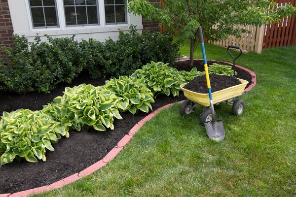 A landscaped garden bed with hostas, fresh mulch, and a wheelbarrow filled with soil.