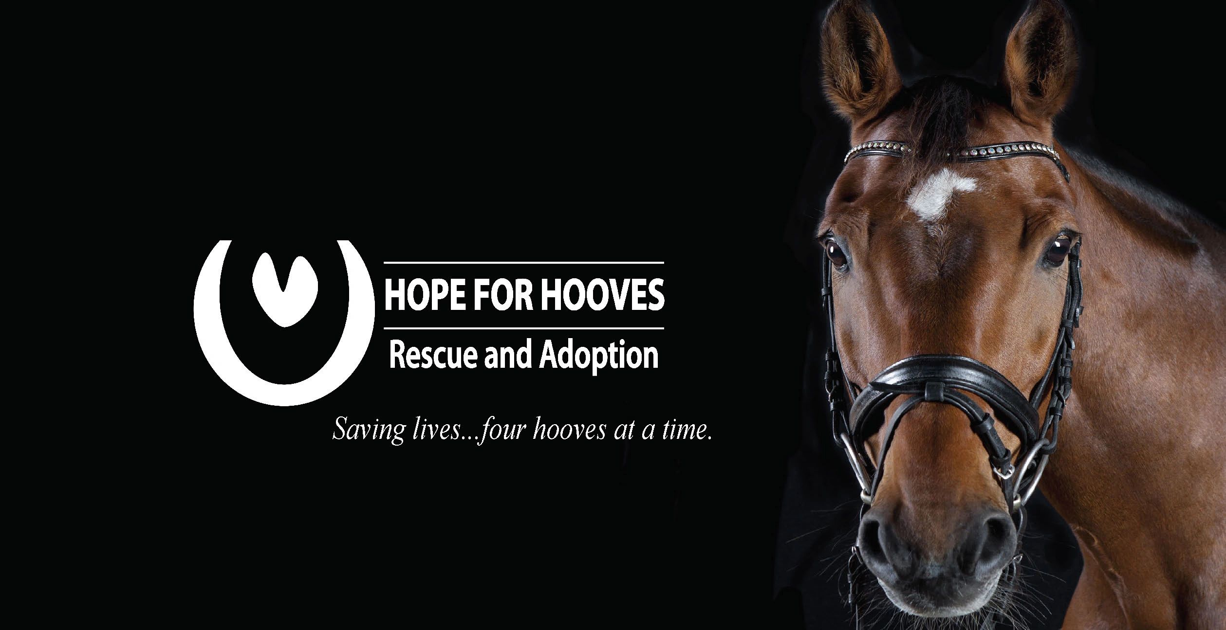 Hope for Hooves Rescue and Adoption