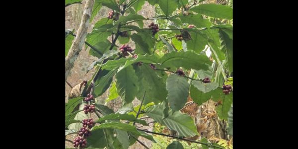 Coffee plant with ripe cherries on a branch.