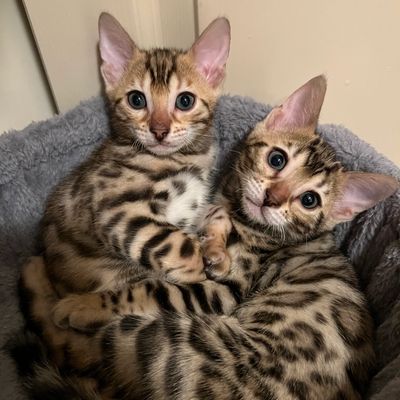 bengal kittens