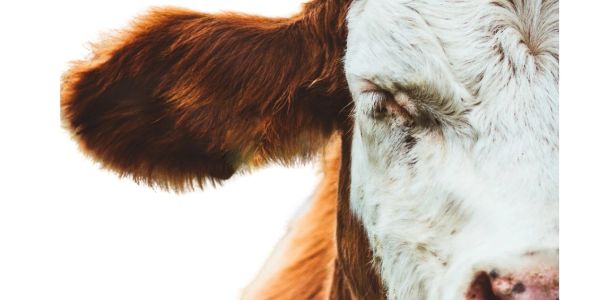 Primer plano del rostro de una vaca.