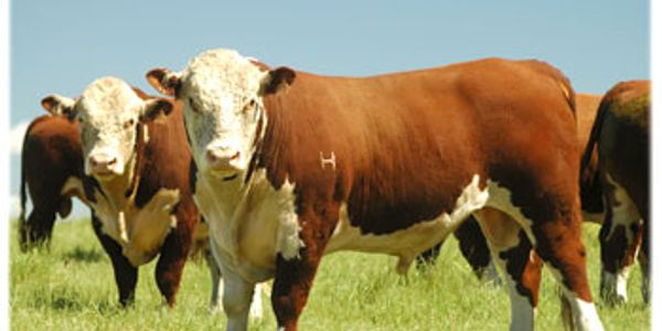 Vacas Hereford en un campo verde.