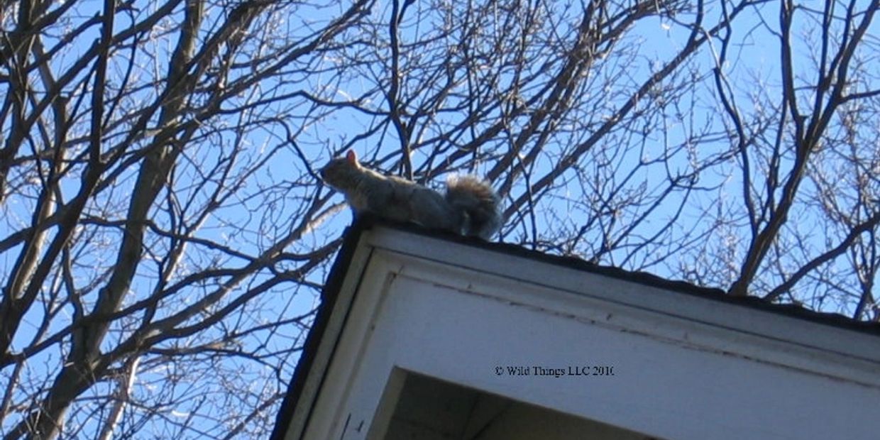 Squirrel Control in attic, squirrel trapping squirrel in house flying squirrel