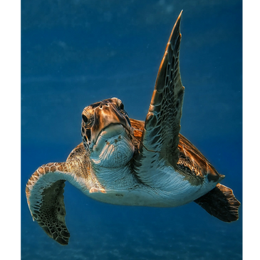A sea turtle swimming gracefully underwater with blue ocean background.