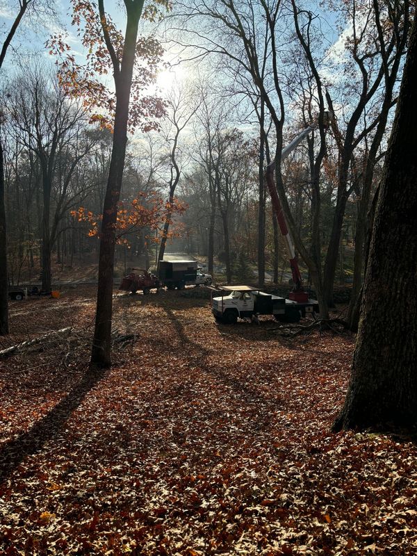 Tree removal project in Easton, CT