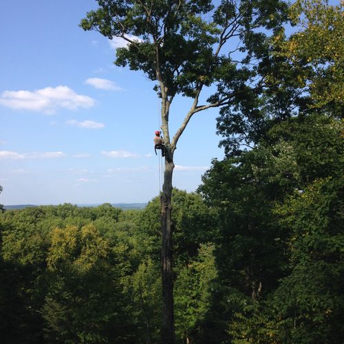 Tree service Easton Connecticut