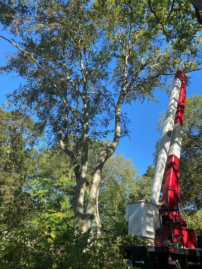 Assessing a beech tree in Weston, CT