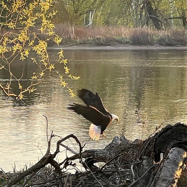 An eagle landing on a shoreline with outstretched wings and a backdrop of trees and water.
