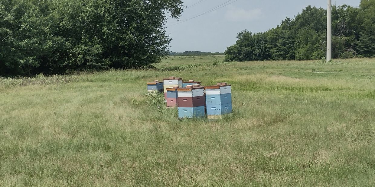 A view of a beekeeping area