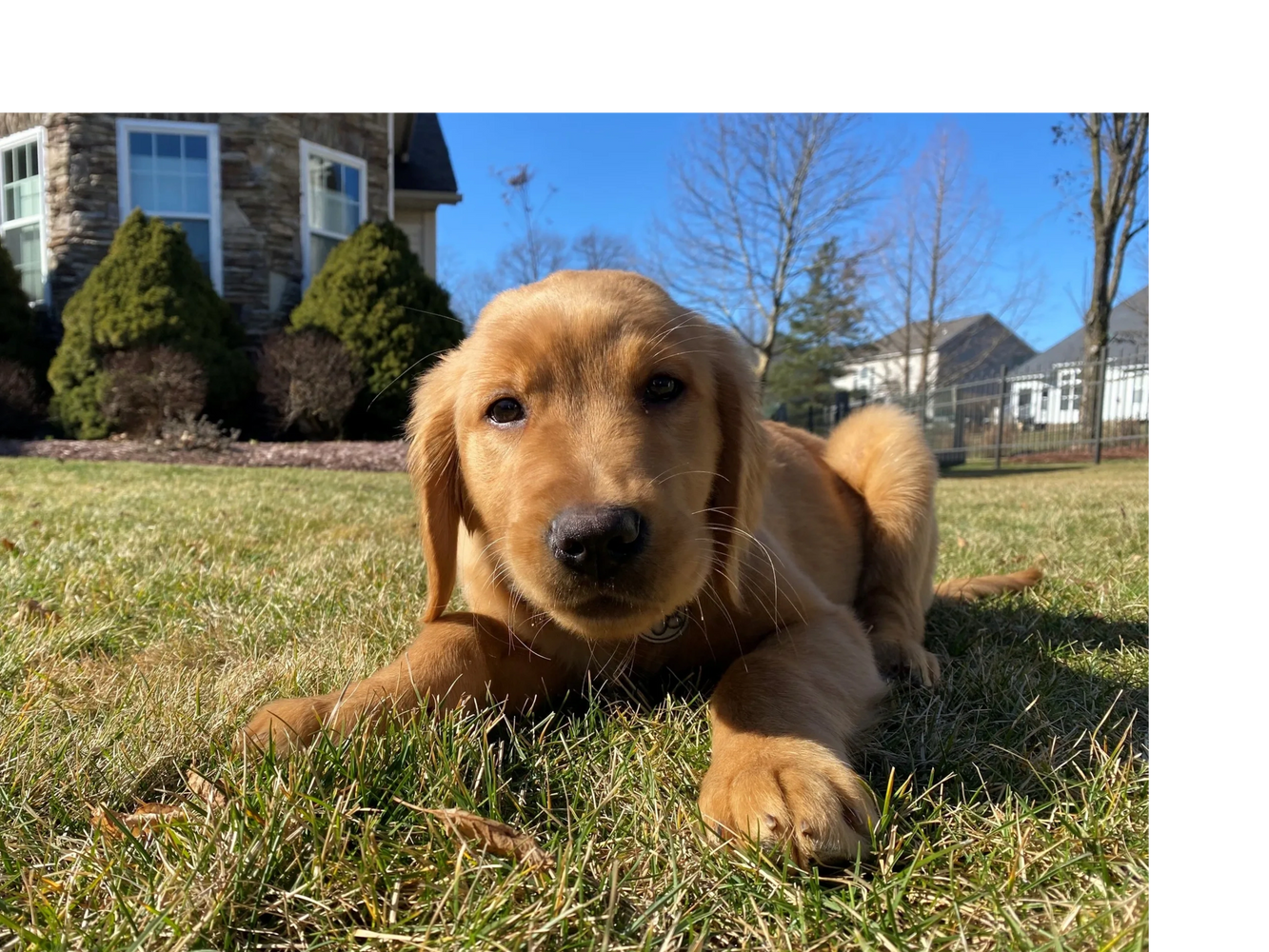 Golden retriever puppy lying on grass in a sunny yard.