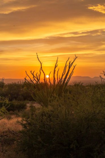 "Ocotillo" by Celeste Boudreaux