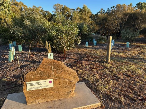Young trees planted in a commemorative area with a plaque on a large rock.