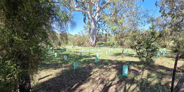 Young trees protected by green guards in a sunlit forest clearing.