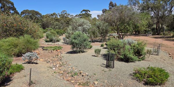 Desert garden with various shrubs and small trees.