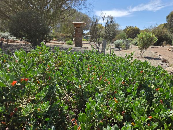 A sunny desert garden with green shrubs and a stone pillar.