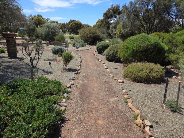 Gravel path in a dry garden with bushes and trees.