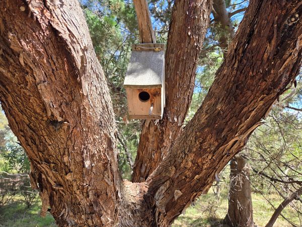 Wooden birdhouse mounted on a tree with rough bark in a forest.