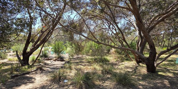 Sunlit forest area with scattered trees and dry grass.