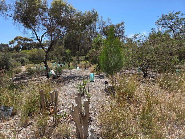A dry garden with various plants and trees under a clear blue sky.