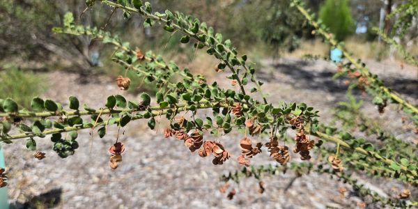 Branches with green leaves and dried brown seed pods in a natural outdoor setting.