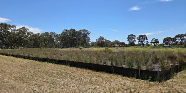 A long rectangular planter with tall grass under a clear blue sky.