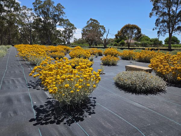 Yellow flowers blooming in organized clusters on black ground cover with trees in the background.