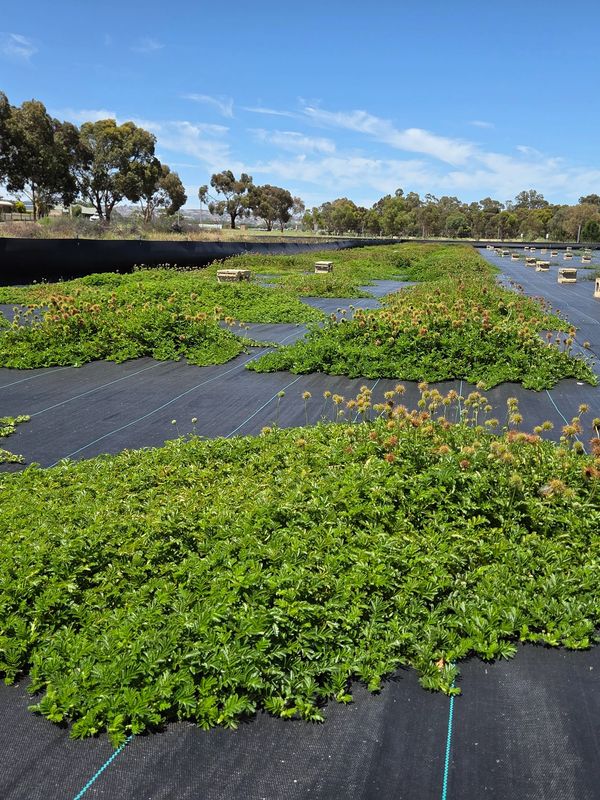 Green plants growing on black landscape fabric under a blue sky.